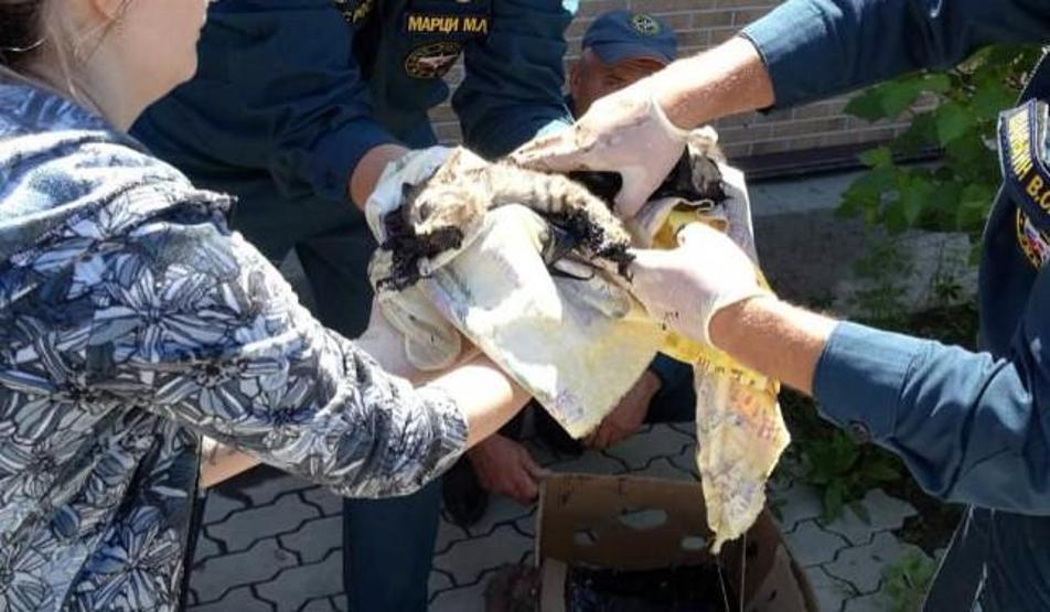 Kedileri zift kovasının içerisine attılar