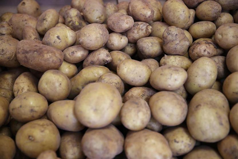 Hasat, patates fiyatını düşürecek