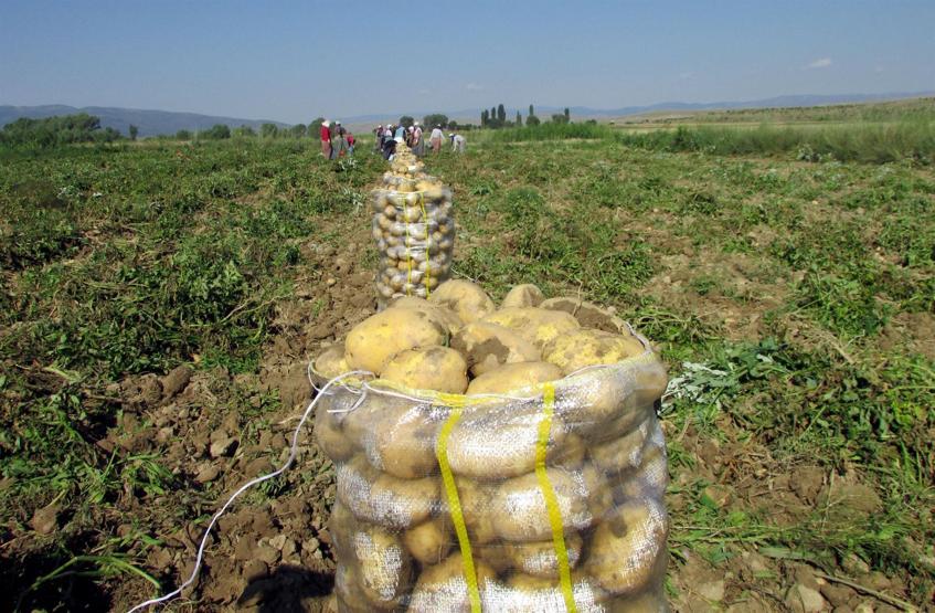 Çuval çuval yola çıktı, fiyatlar düşecek