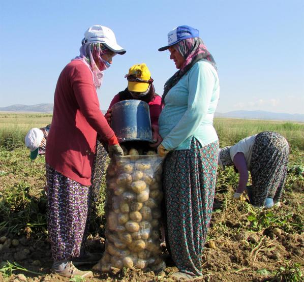 Çuval çuval yola çıktı, fiyatlar düşecek
