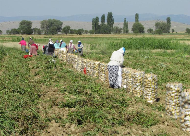 Çuval çuval yola çıktı, fiyatlar düşecek