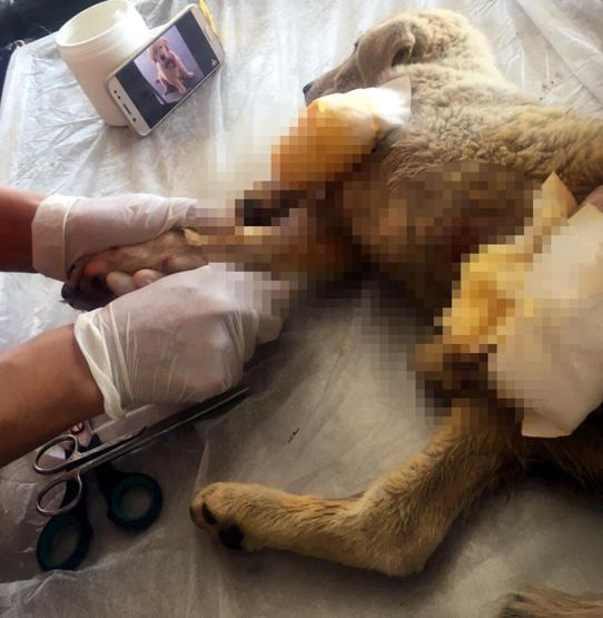 Yavru köpeği vuran zanlı yakalandı