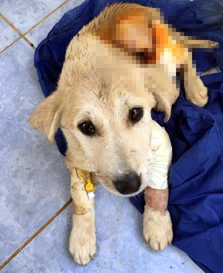 Yavru köpeği vuran zanlı yakalandı