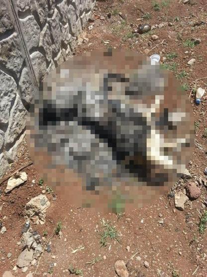 Vahşet Köpeğe tecavüz ettikten sonra yakmışlar