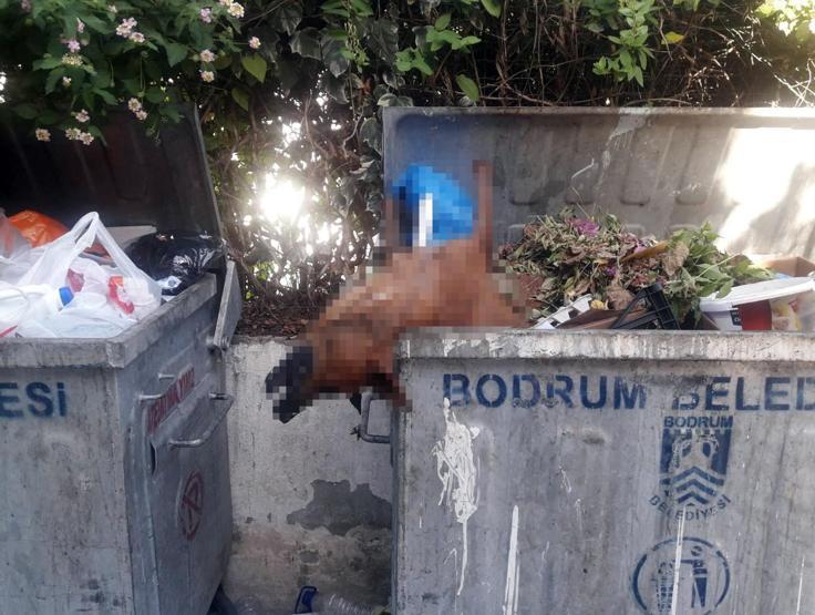 Bodrumda köpekleri zehirleyip çöpe attılar