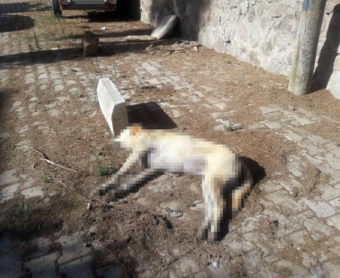 Bodrumda köpekleri zehirleyip çöpe attılar