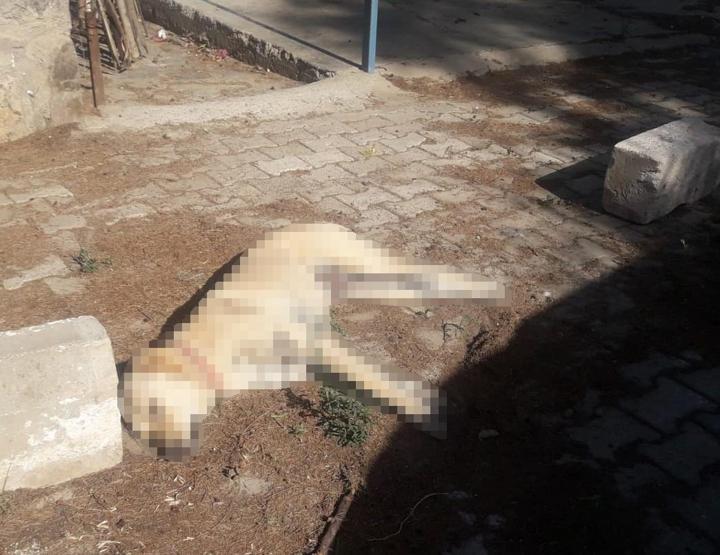 Bodrumda köpekleri zehirleyip çöpe attılar
