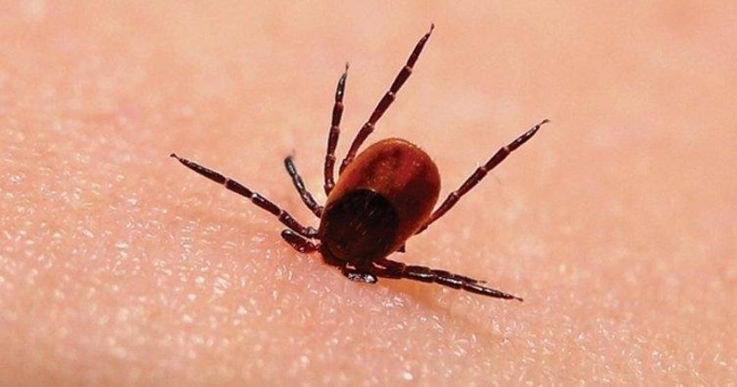Kırım Kongo geri döndü... Uzmanlar uyarıyor: Bir şey olmaz demeyin