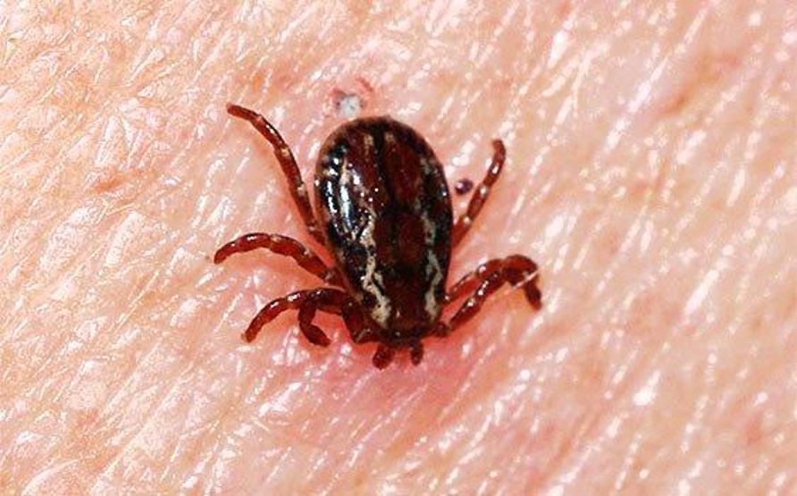 Kırım Kongo geri döndü... Uzmanlar uyarıyor: Bir şey olmaz demeyin