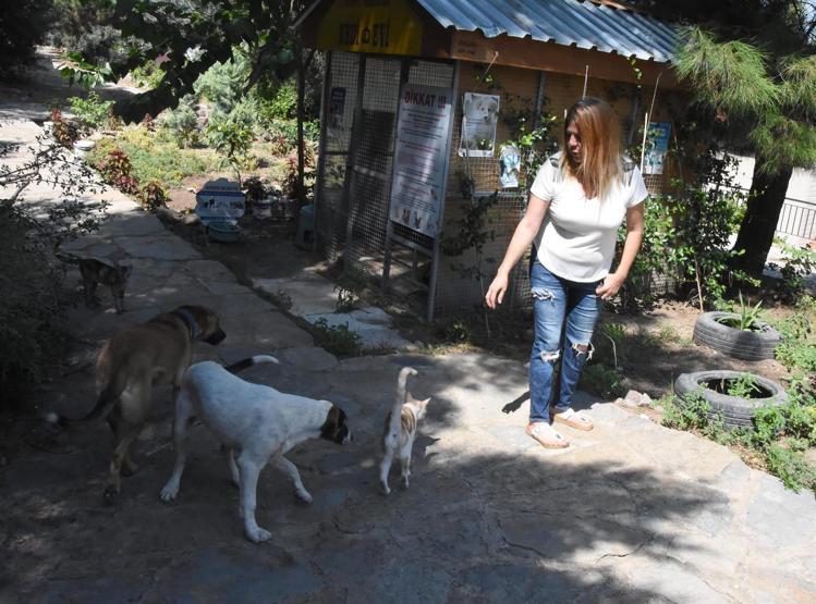 Hayvanları beslediği için hakaret eden komşusu 400 TLlik kedi maması alacak