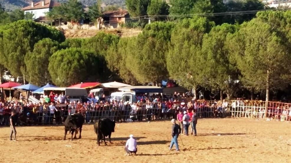 Boğa güreşi meydan savaşına döndü