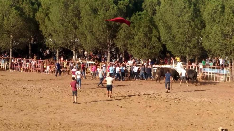 Boğa güreşi meydan savaşına döndü