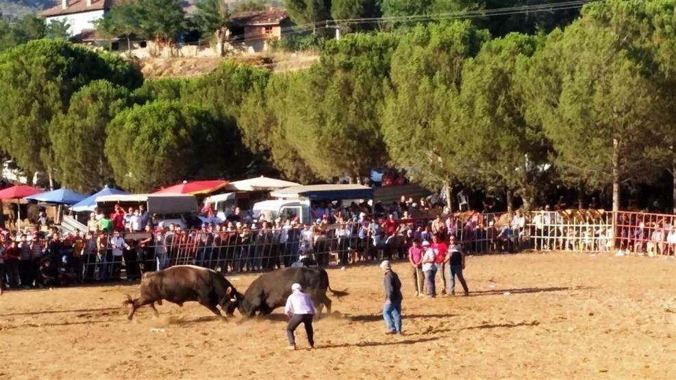 Boğa güreşi meydan savaşına döndü