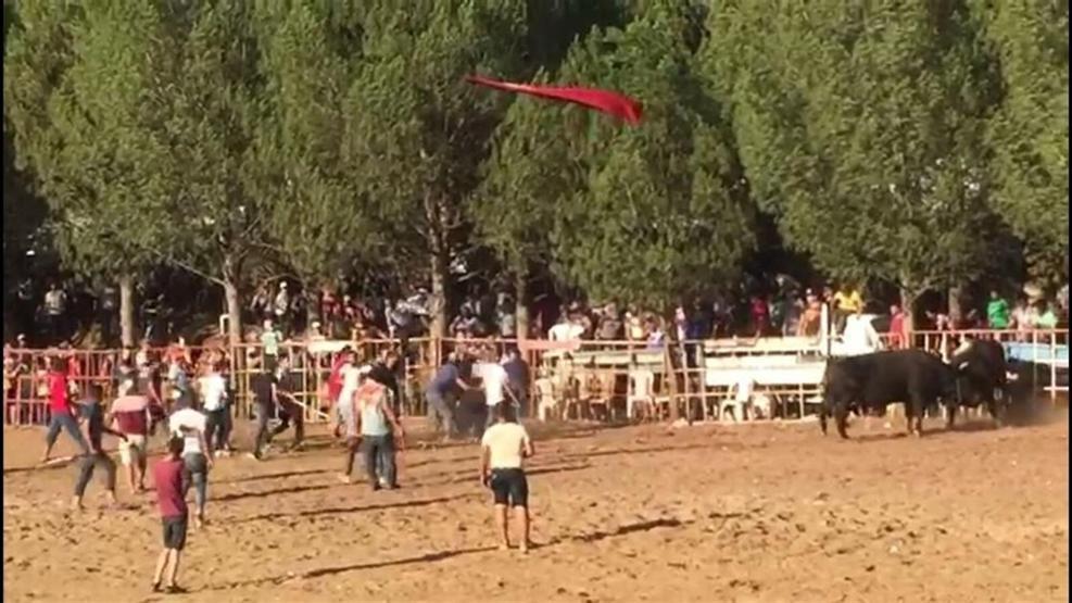 Boğa güreşi meydan savaşına döndü