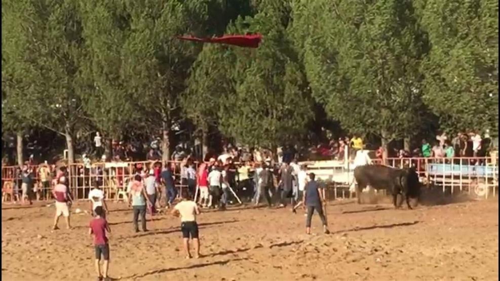 Boğa güreşi meydan savaşına döndü