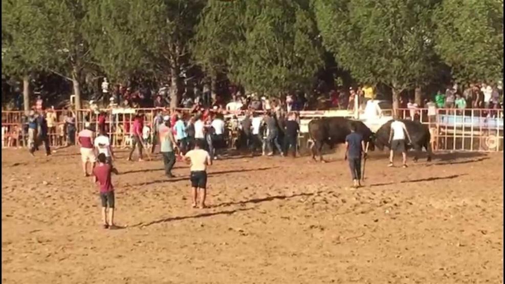 Boğa güreşi meydan savaşına döndü