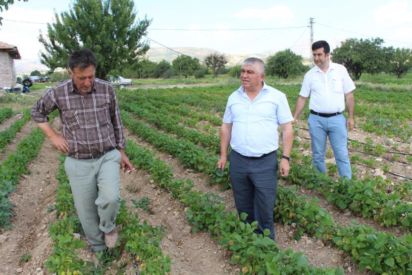 Türkiyenin fasulye üssü Burdurda yüzde 70 kayıp var