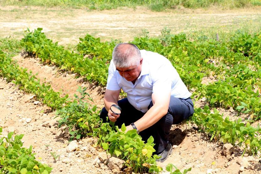 Türkiyenin fasulye üssü Burdurda yüzde 70 kayıp var