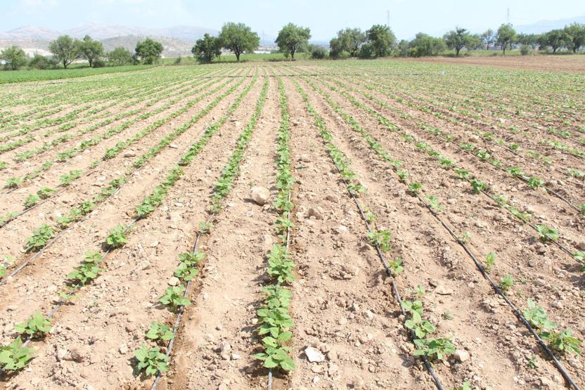 Türkiyenin fasulye üssü Burdurda yüzde 70 kayıp var