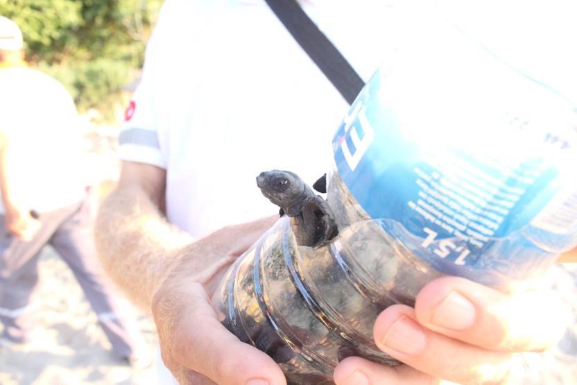 Caretta caretta yuvasında son 22 yılın rekoru kırıldı