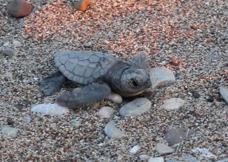 Caretta caretta yuvasında son 22 yılın rekoru kırıldı