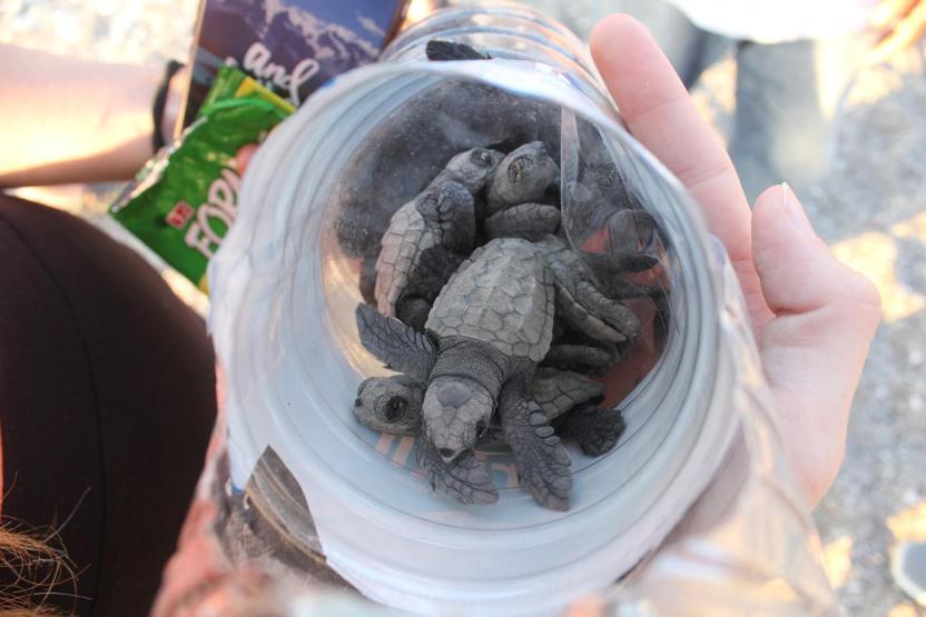Caretta caretta yuvasında son 22 yılın rekoru kırıldı