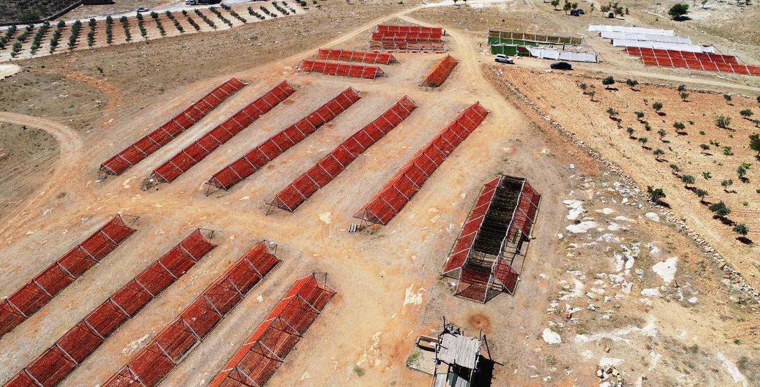 Burada sezon yeni başladı: Bahçeler rengarenk oldu