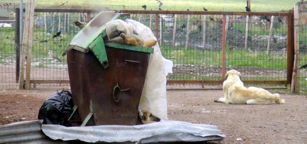 Barınak değil, ölüm kampı: Açlıktan birbirlerini yiyorlar