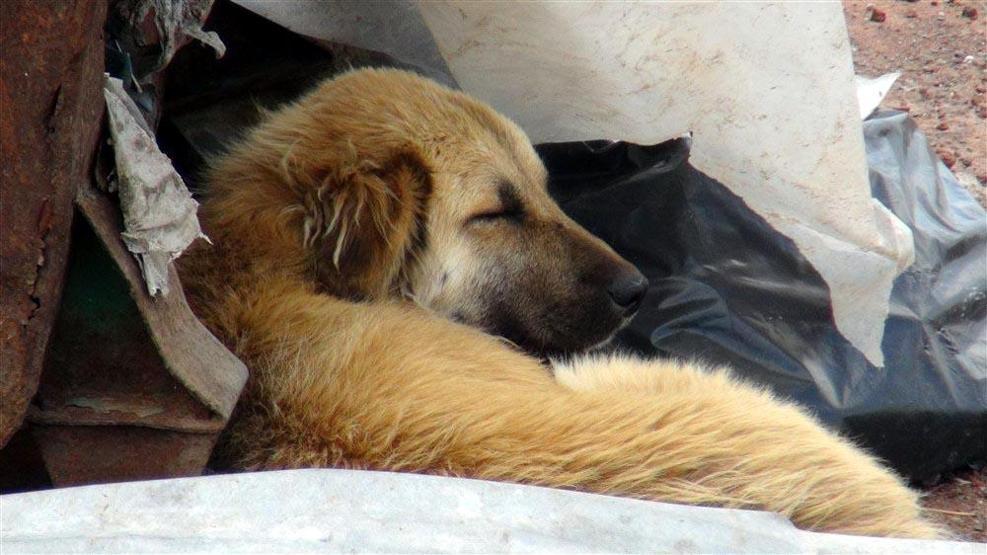 Barınak değil, ölüm kampı: Açlıktan birbirlerini yiyorlar