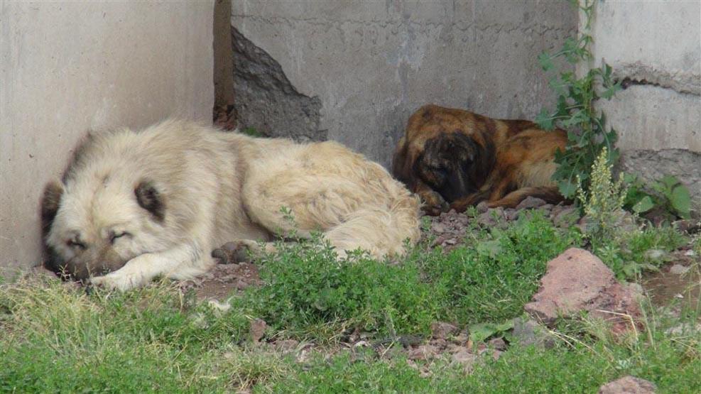 Barınak değil, ölüm kampı: Açlıktan birbirlerini yiyorlar