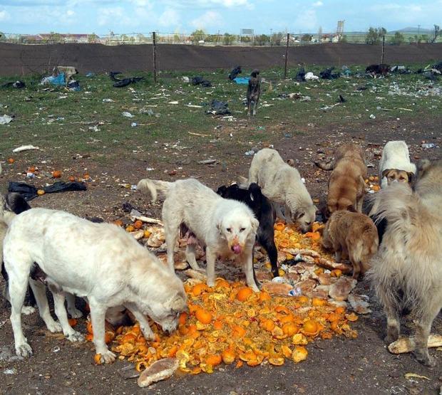 Barınak değil, ölüm kampı: Açlıktan birbirlerini yiyorlar