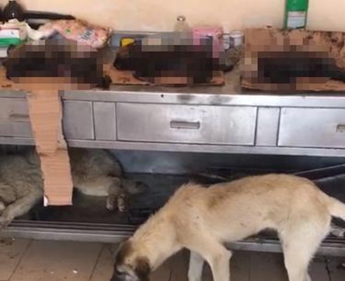 Barınak değil, ölüm kampı: Açlıktan birbirlerini yiyorlar