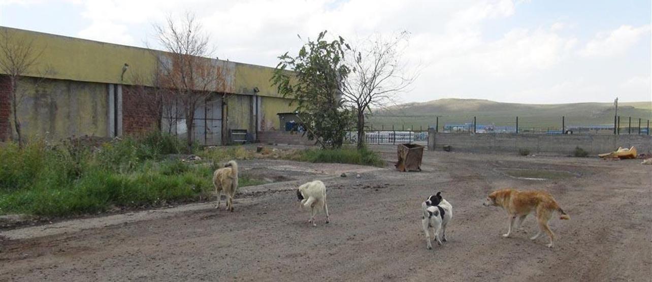 Barınak değil, ölüm kampı: Açlıktan birbirlerini yiyorlar