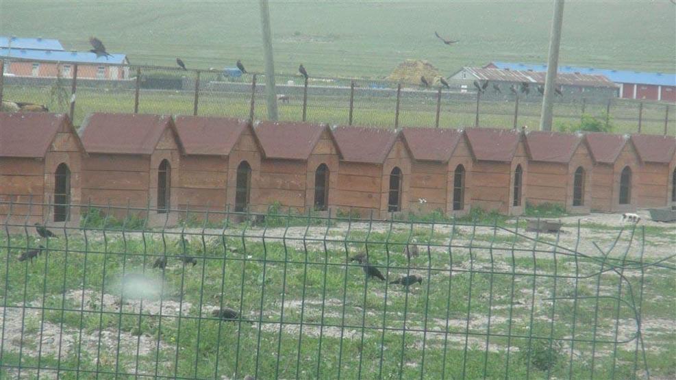 Barınak değil, ölüm kampı: Açlıktan birbirlerini yiyorlar