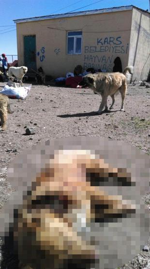 Barınak değil, ölüm kampı: Açlıktan birbirlerini yiyorlar