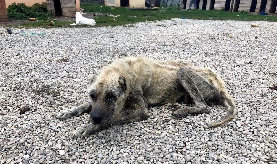 Barınak değil, ölüm kampı: Açlıktan birbirlerini yiyorlar