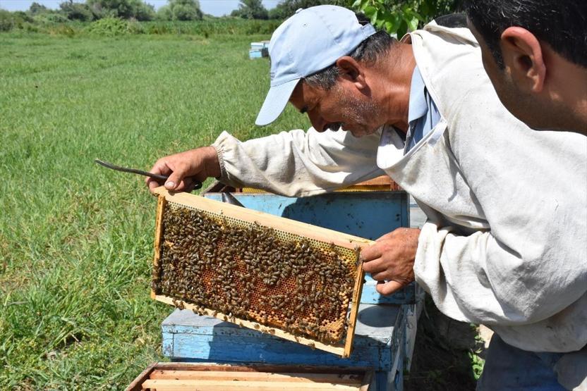 Arıcı değil, aracı kazanıyor