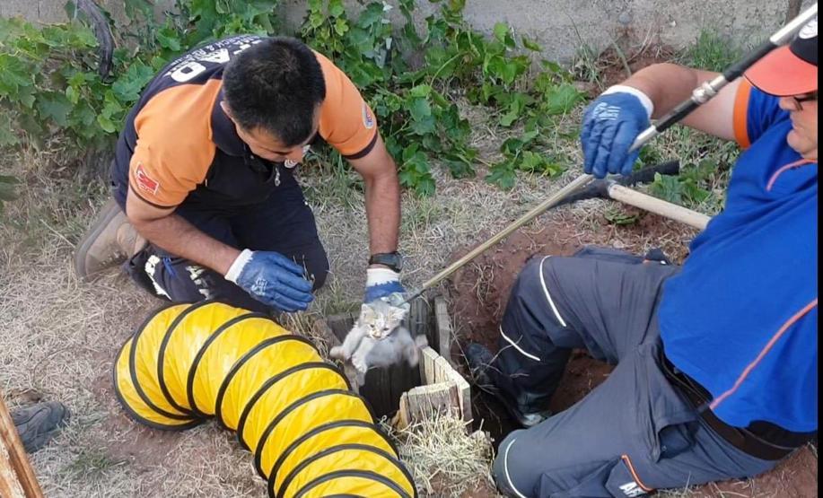 5 metrelik kuyuya düşen kediyi AFAD kurtardı