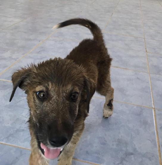Zifte bulaşmış yavru köpek veteriner hekimler tarafından temizlendi