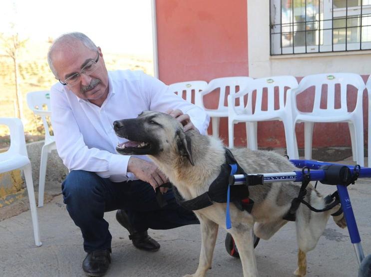 Zifte bulaşmış yavru köpek veteriner hekimler tarafından temizlendi