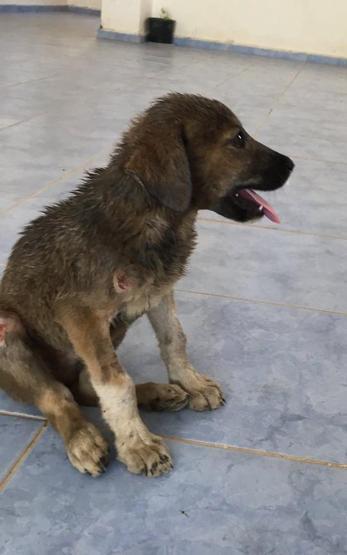 Zifte bulaşmış yavru köpek veteriner hekimler tarafından temizlendi