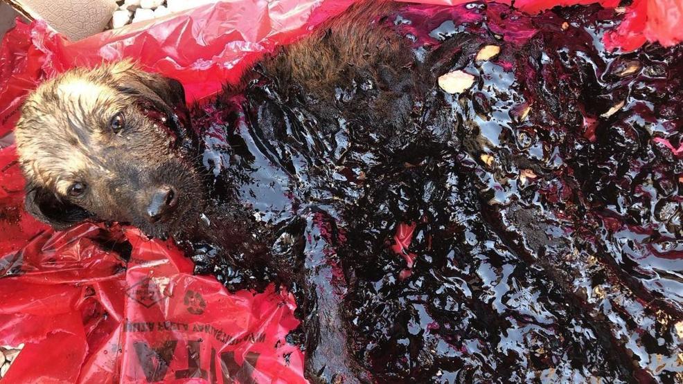 Zifte bulaşmış yavru köpek veteriner hekimler tarafından temizlendi