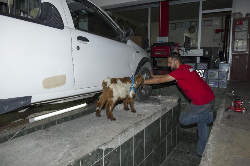 Biberonla beslenen oğlak oto sanayinin maskotu oldu