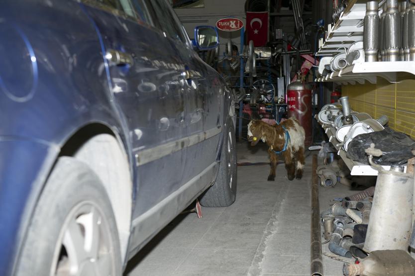 Biberonla beslenen oğlak oto sanayinin maskotu oldu