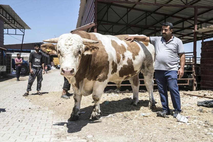 40 bin liraya satışa sunulan boğa alıcısını bekliyor