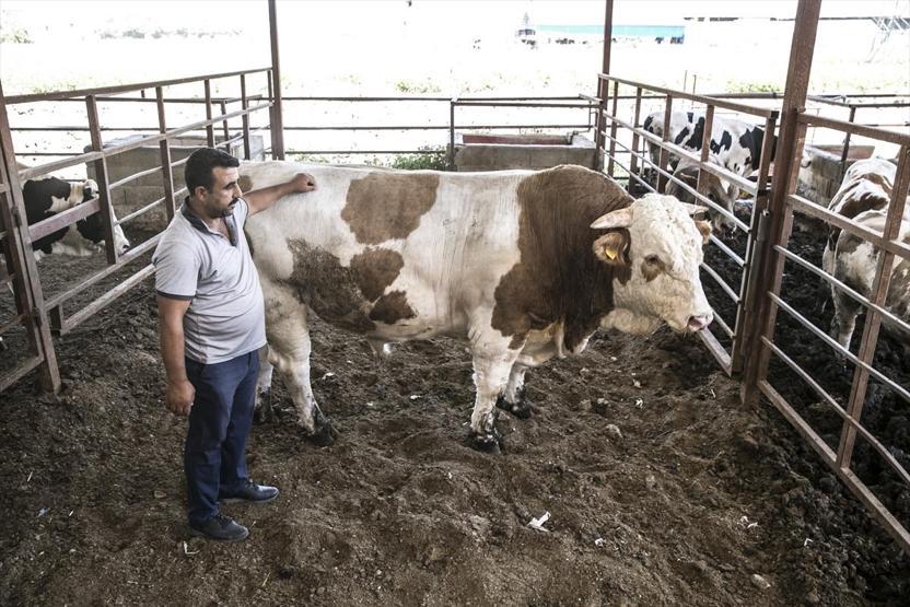 40 bin liraya satışa sunulan boğa alıcısını bekliyor
