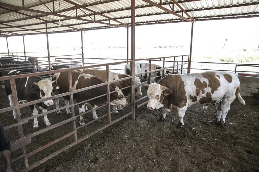 40 bin liraya satışa sunulan boğa alıcısını bekliyor