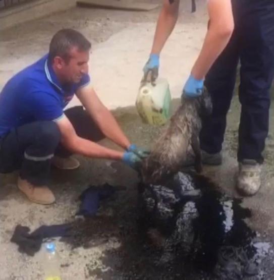 Zifte düşen köpekler hayvanseverler tarafından kurtarıldı