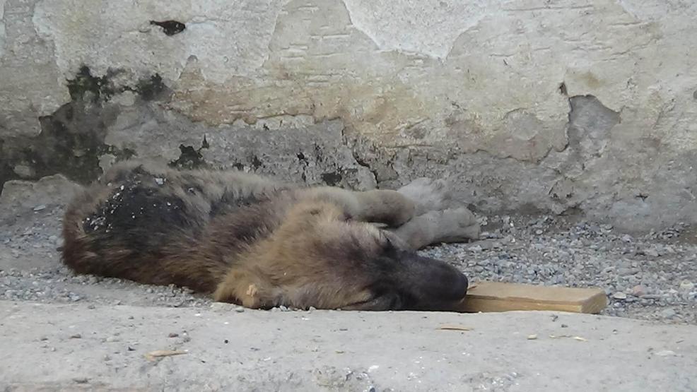 Zifte düşen köpekler hayvanseverler tarafından kurtarıldı