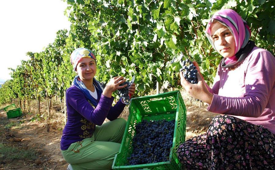 İlkbahar sıcak geçti, bağ bozumu erken başladı